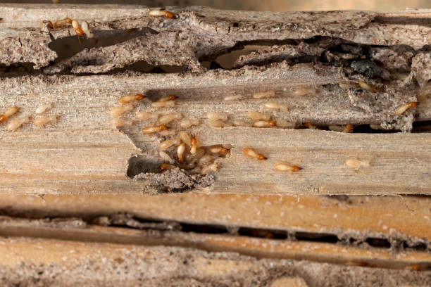Best Wildlife Control Services  in Alice, TX